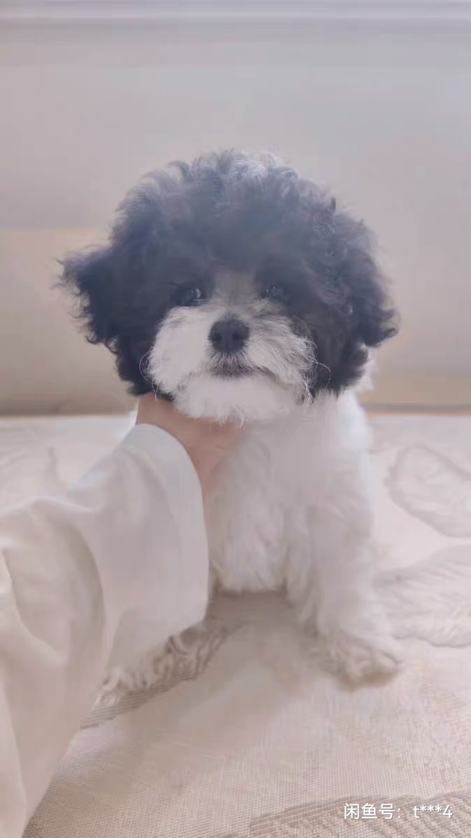 白花泰迪，小体，小母狗超级粘人